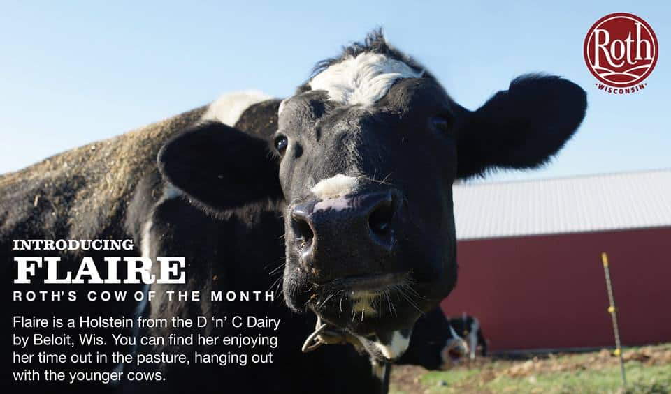 January Cow of The Month